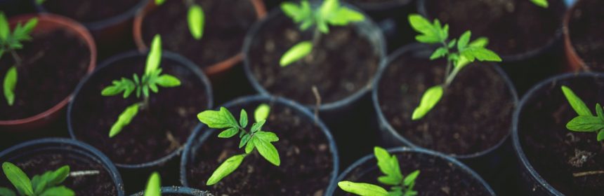 plants in pots